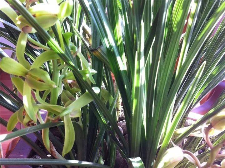 春蘭怎么養才能開(kāi)花，春蘭品種大全?