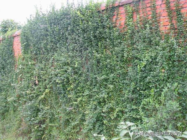 長(cháng)春蔓開(kāi)花嗎，長(cháng)春蔓和常春藤一樣嗎?