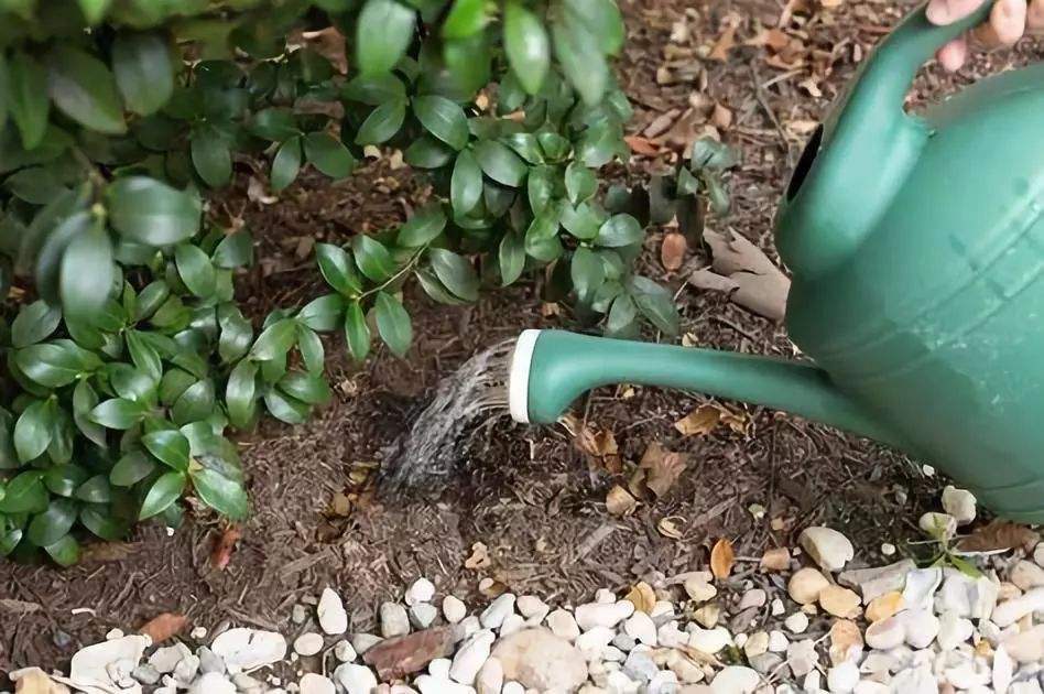 茶花施肥用什么肥料，茶花施肥過(guò)多怎么辦，種茶花用什么肥料最好?