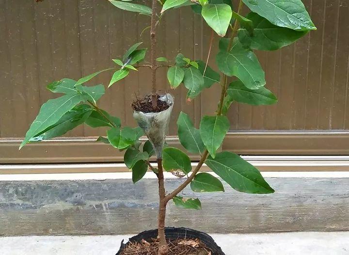 茶花壓條多久生根，空中壓條繁殖技術(shù)，臘梅壓條繁殖時(shí)間?