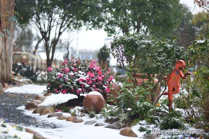 如何使茶梅在圣誕開(kāi)花，茶梅開(kāi)白花怎么辦?