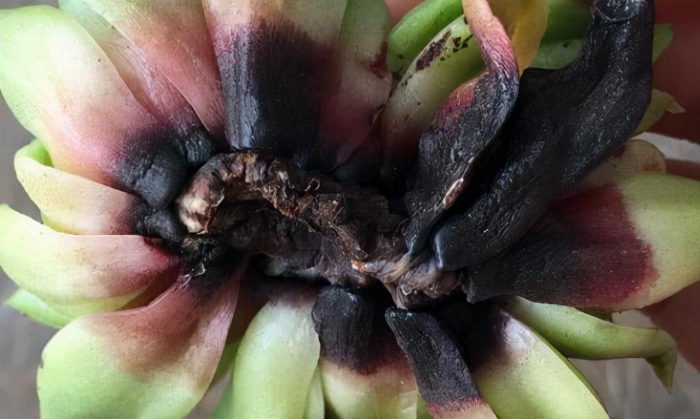 不夜城的分株繁殖，蝴蝶蘭是怎么繁殖的?