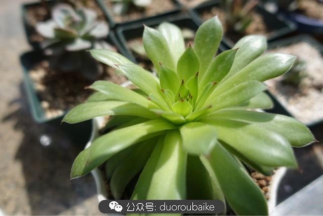 多肉白鳥(niǎo)怎么施肥，白鳥(niǎo)多肉爆盆?