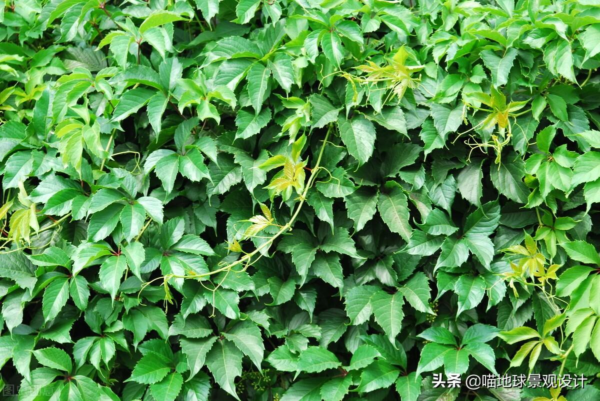 長(cháng)春蔓開(kāi)花嗎，長(cháng)春蔓和常春藤一樣嗎?