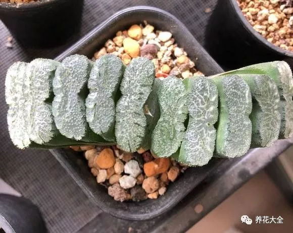 冰燈玉露怎么繁殖，冰燈玉露怎么爆盆?