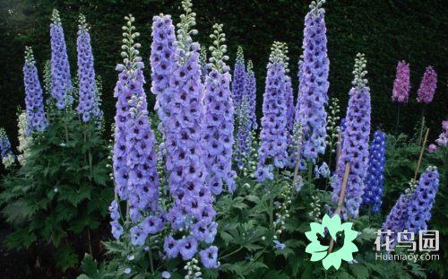 翠雀的繁殖方法，翠雀?