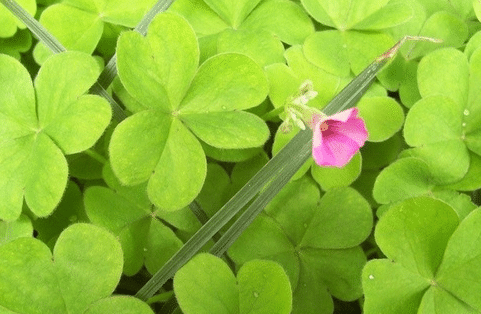 雯心草，由三片葉子組成，寓意愛(ài)情
