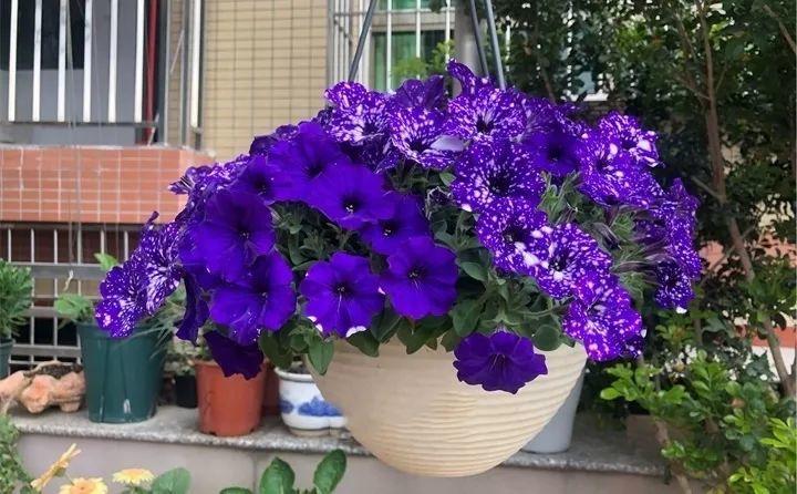 矮牽牛在什么季節開(kāi)花，矮牽牛開(kāi)花后要打頂嗎?