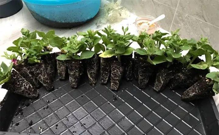 矮牽牛在什么季節開(kāi)花，矮牽牛開(kāi)花后要打頂嗎?