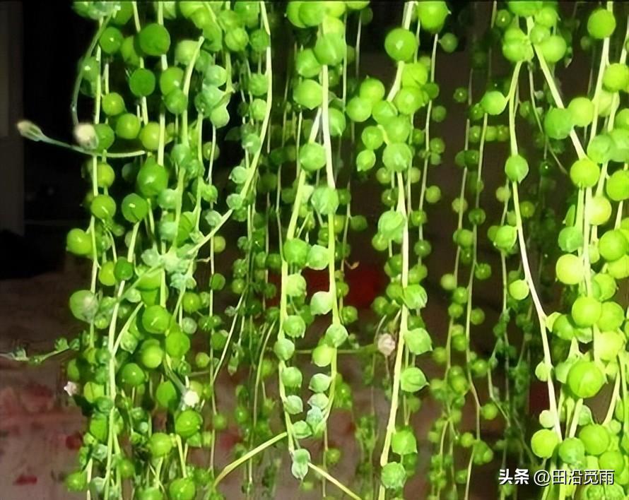 魚(yú)嘴吊蘭怎么養殖方法，怎么施肥，小嘴魚(yú)能養殖嗎?