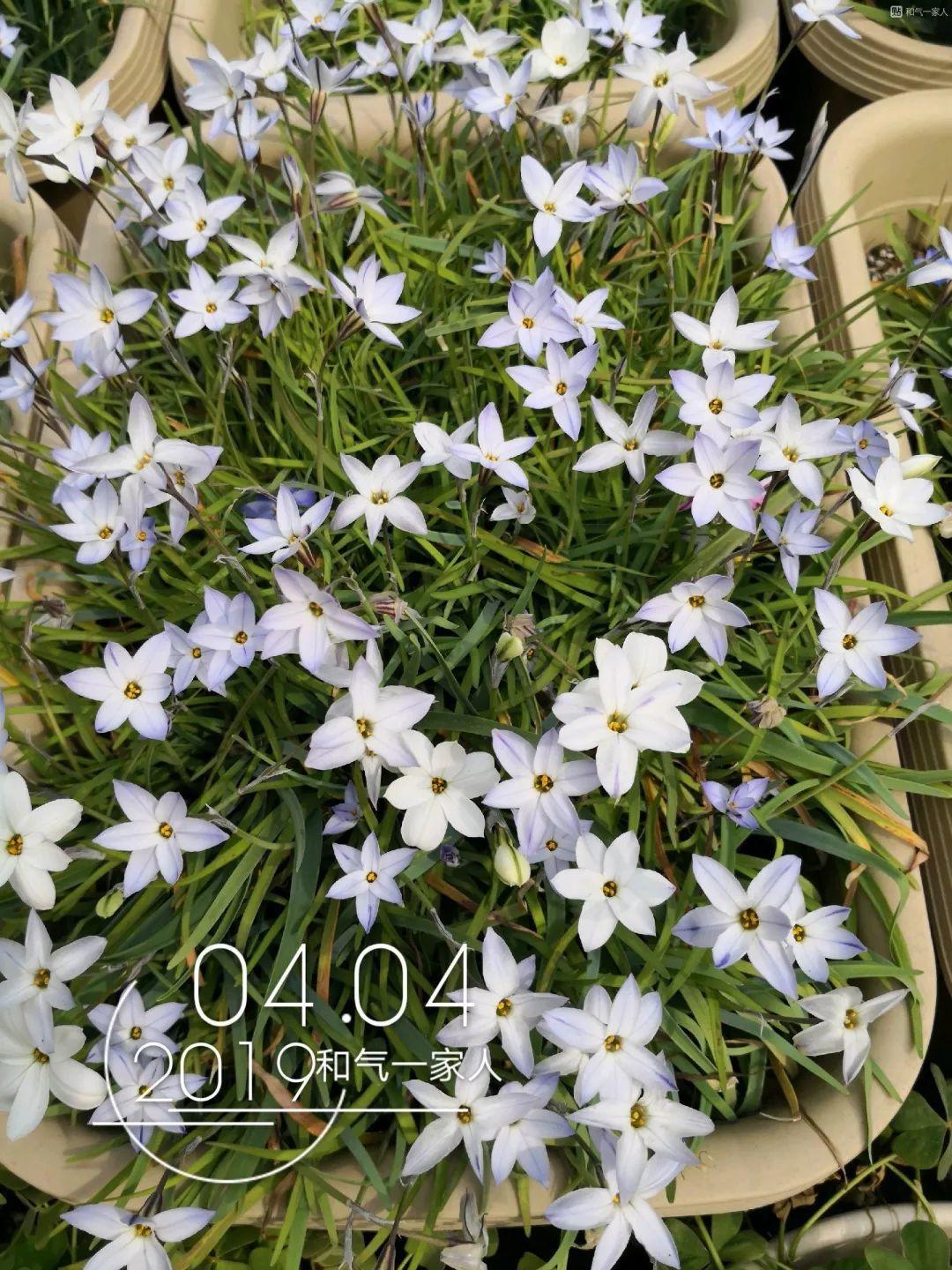 蔥蘭什么時(shí)候開(kāi)花，蔥蘭和韭蘭的區別?