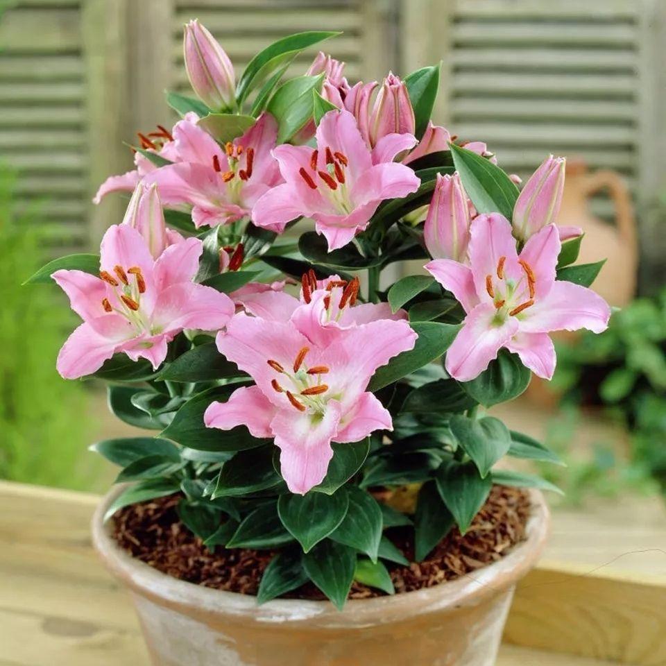 百合花長(cháng)太高怎么處理，百合徒長(cháng)能導致不開(kāi)花嗎，百合打頂圖解?