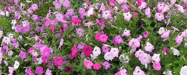 矮牽牛為什么不開(kāi)花，矮牽牛幾月開(kāi)花?