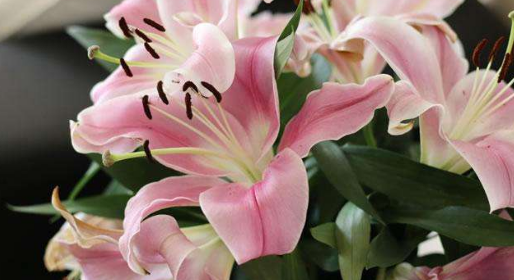 百合徒長(cháng)不開(kāi)花的原因，怎么催花，百合打頂圖解?