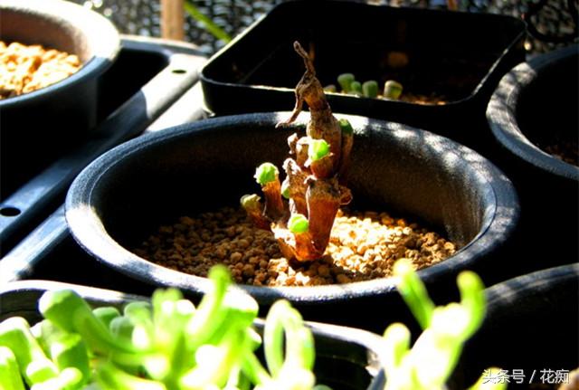 碧光環(huán)會(huì )開(kāi)花嗎，碧光環(huán)老樁?