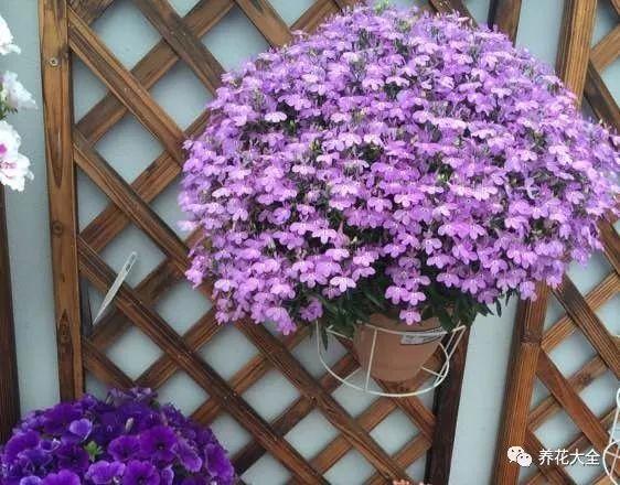 百萬(wàn)小鈴的繁殖方法，什么時(shí)候扦插，金魚(yú)吊蘭的扦插方法和注意事項?