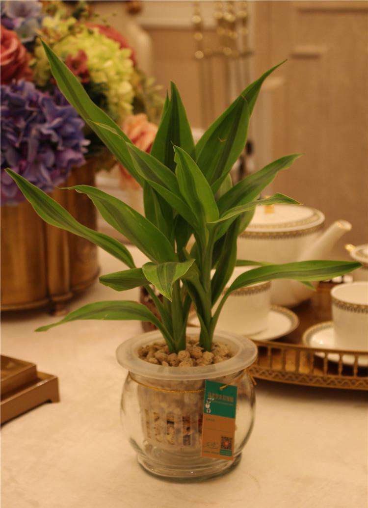 水養富貴竹怎么過(guò)冬天，富貴竹過(guò)冬干枯怎么救，如何水養富貴竹?