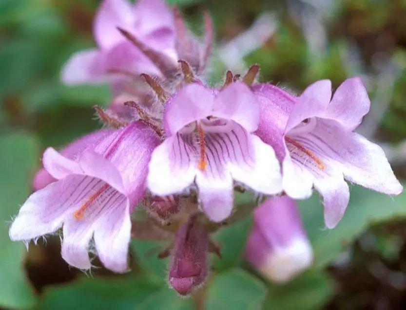 釣鐘柳的繁殖方法詳解，釣鐘柳圖片?