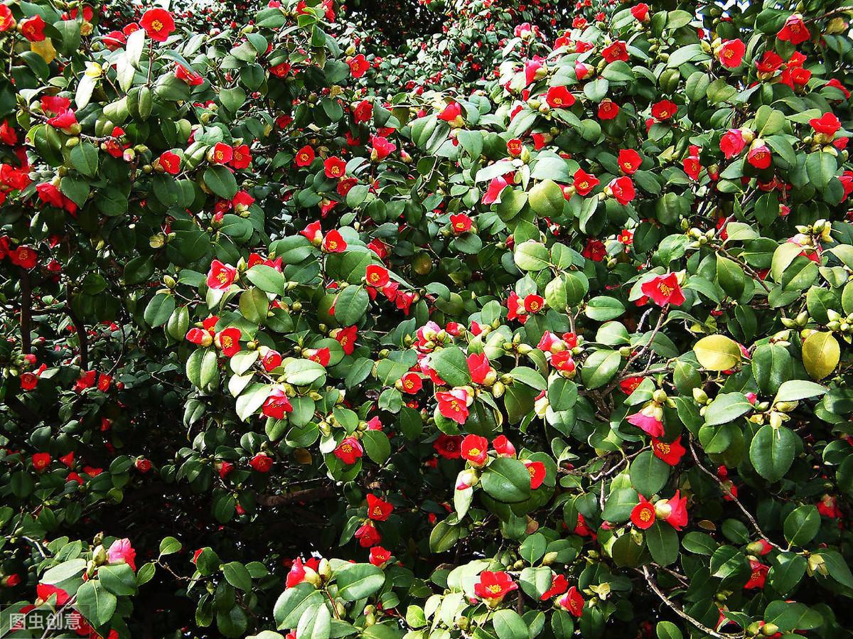 茶花換盆后掉葉怎么辦，茶花怎么服盆，茶花葉子掉光了能活嗎?