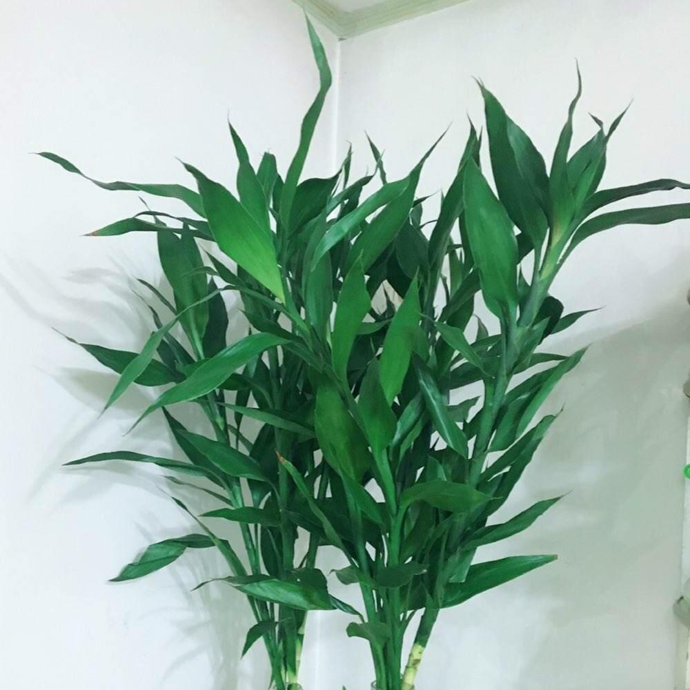 土養富貴竹長(cháng)得太高了怎么辦，土養富貴竹怎么修剪，水培富貴竹可以土養嗎?