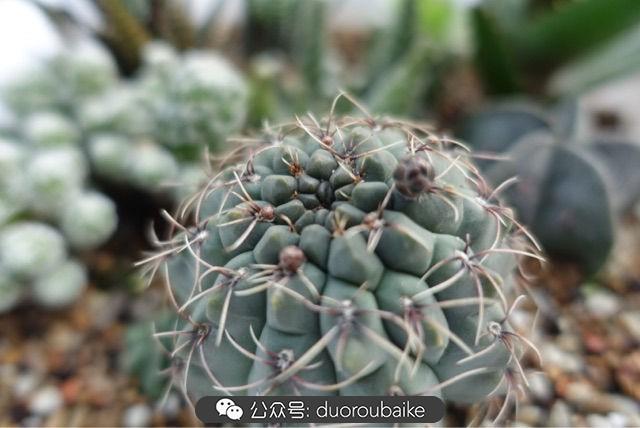 多肉白鳥(niǎo)怎么施肥，白鳥(niǎo)多肉爆盆?