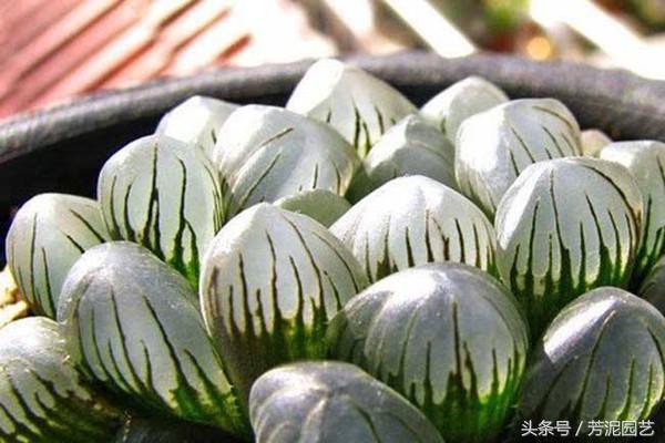 冰燈玉露怎么施肥，10萬(wàn)以上的冰燈玉露?