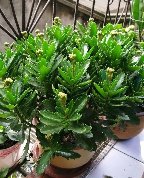 長(cháng)壽花施肥方法，用什么肥好，長(cháng)壽花用什么肥好什么時(shí)候施肥合適?