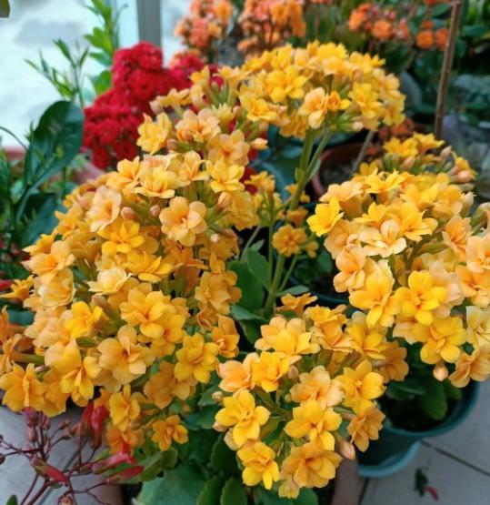 長(cháng)壽花的扦插方法，長(cháng)壽花最佳扦插時(shí)間?