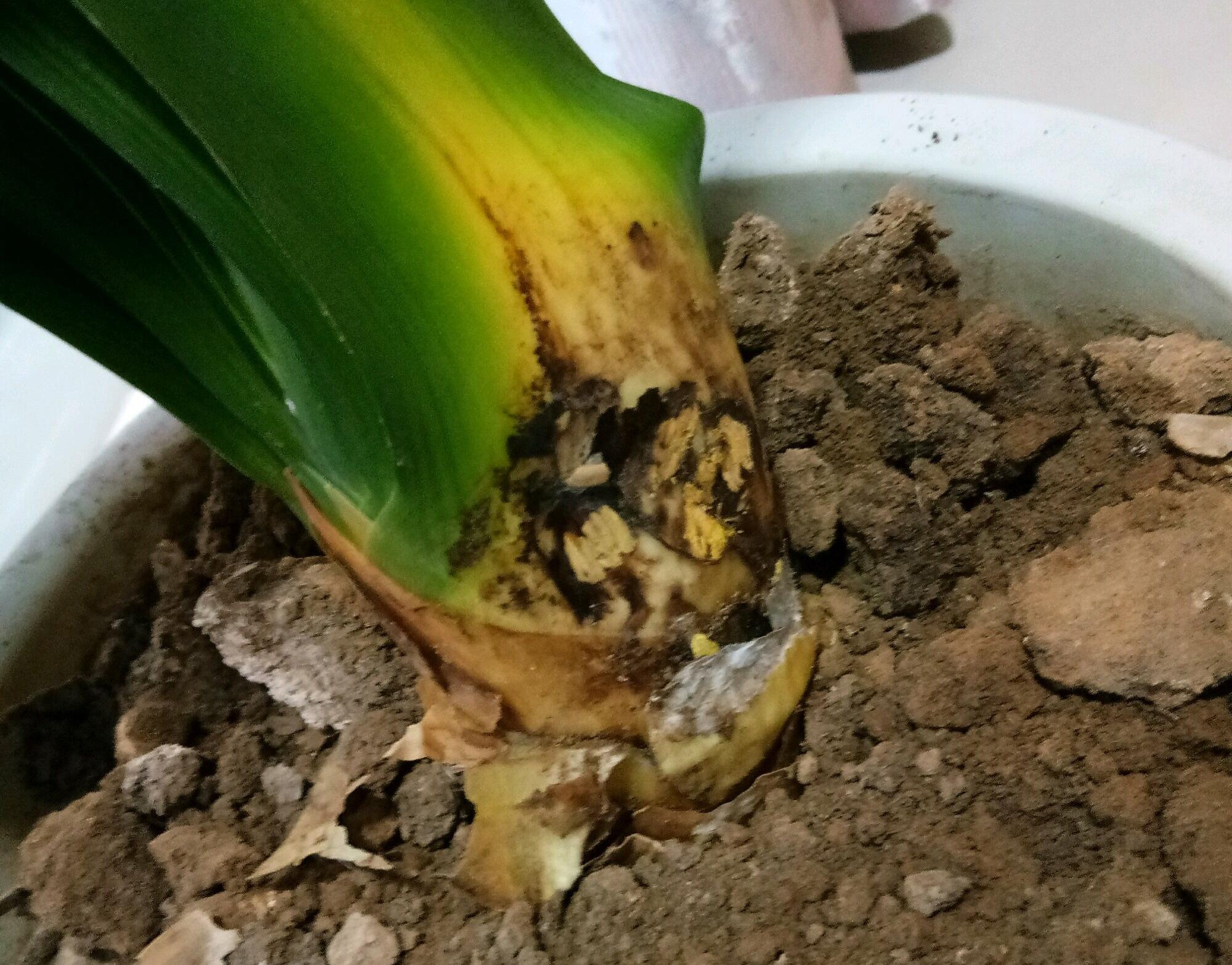 不夜城的分株繁殖，蝴蝶蘭是怎么繁殖的?