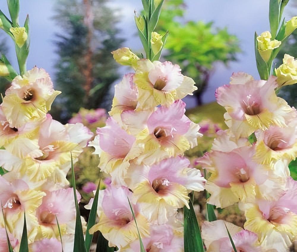 唐菖蒲(劍蘭)怎么施肥，水養劍蘭是否要剝掉葉子?