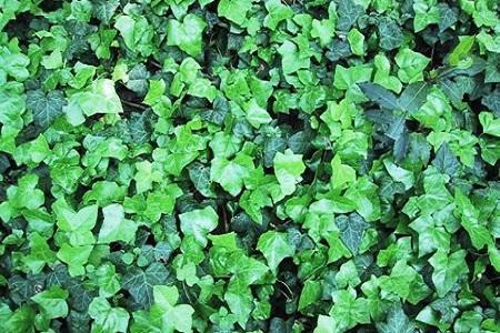 常春藤怎樣修剪，常春藤盆景造型?