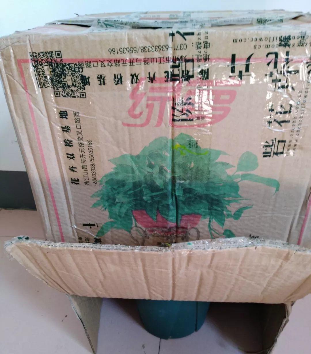 長(cháng)壽花花謝后如何修剪，怎么處理，杜鵑花花謝后怎樣修剪?