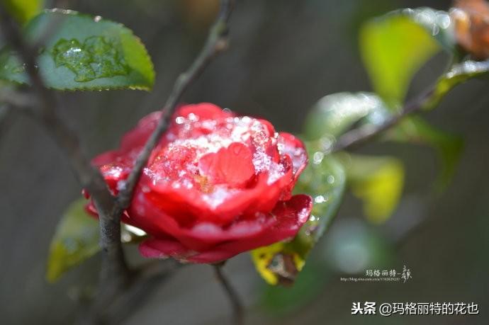 如何使茶梅在圣誕開(kāi)花，茶梅開(kāi)白花怎么辦?