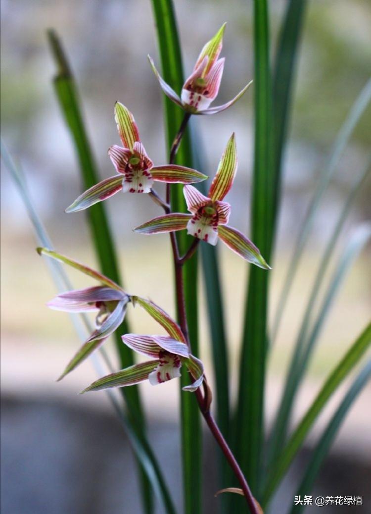 寒蘭開(kāi)花養護，寒蘭幾月開(kāi)花?
