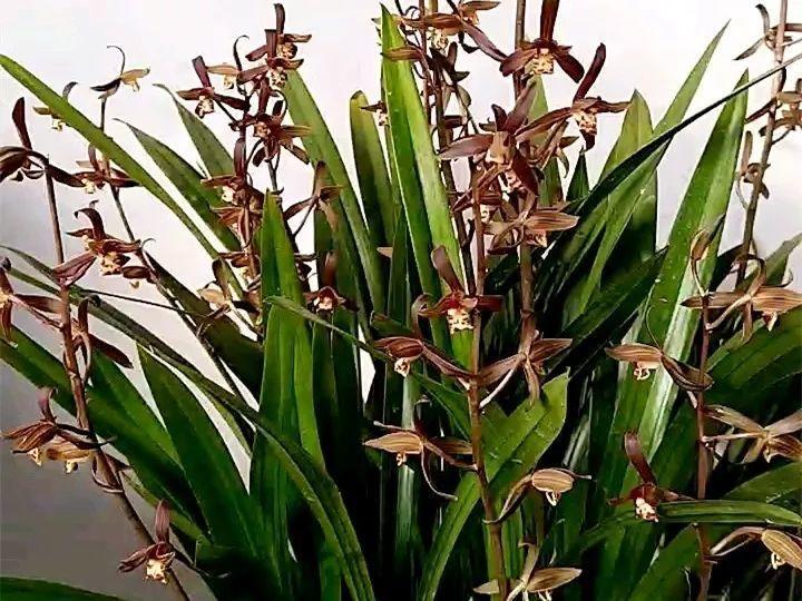 春蘭怎么養才能開(kāi)花，春蘭品種大全?