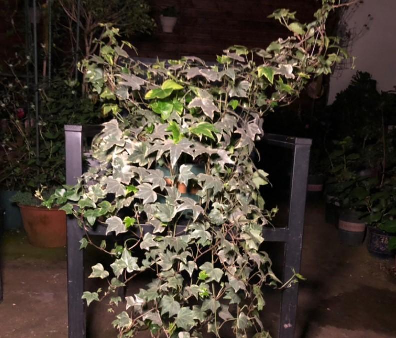 常春藤如何扦插，常春藤的扦插方法和注意事項?