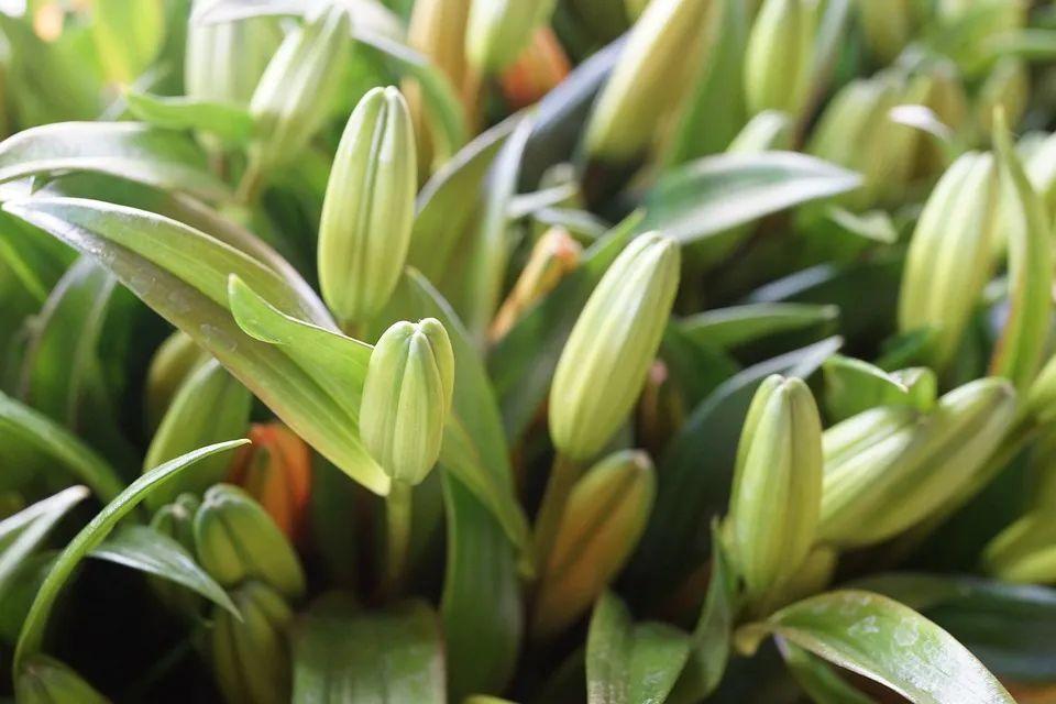 百合施肥方法，用什么肥好，發(fā)酵好的雞糞怎么施肥?