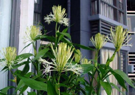 富貴竹冬天怎么養不會(huì )死，富貴竹過(guò)冬技巧，富貴竹怎么過(guò)冬啊每年養的都死了?