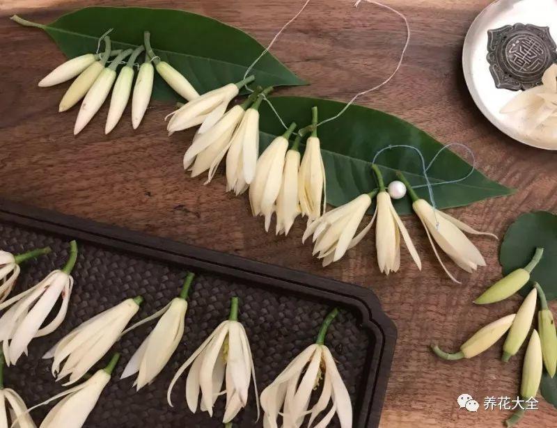 白蘭花什么時(shí)候開(kāi)花，地栽白蘭花過(guò)冬?