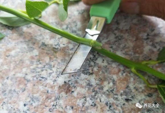 茶梅怎么扦插，茶梅扦插生根最快方法?