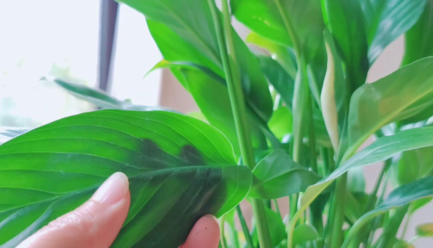 白掌葉子長(cháng)勢茂盛就是不開(kāi)花的原因，形容花草長(cháng)得十分茂盛?