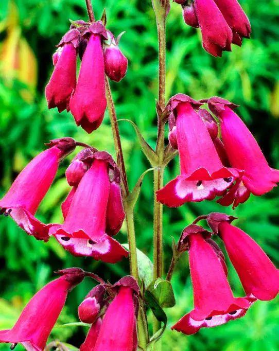 釣鐘柳的繁殖方法詳解，釣鐘柳圖片?