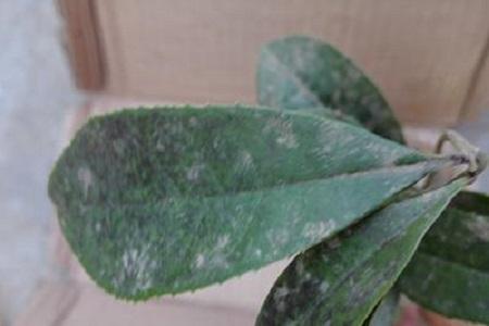 山竹果樹(shù)圖片（叫你正確養護山竹的方法）