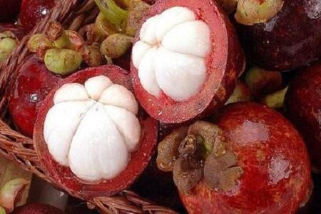 山竹果樹(shù)圖片（叫你正確養護山竹的方法）