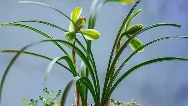 蘭花花苞一直不開(kāi)花的原因和處理方法，帶花苞的蘭花怎樣上盆？