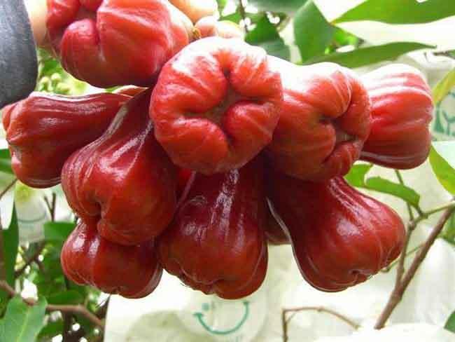 蓮霧種植（蓮霧果實(shí)培養方法）