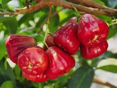 蓮霧種植（蓮霧果實(shí)培養方法）