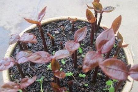 山竹果樹(shù)圖片（叫你正確養護山竹的方法）