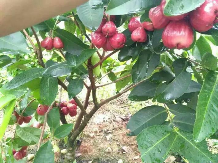 蓮霧種植（蓮霧果實(shí)培養方法）