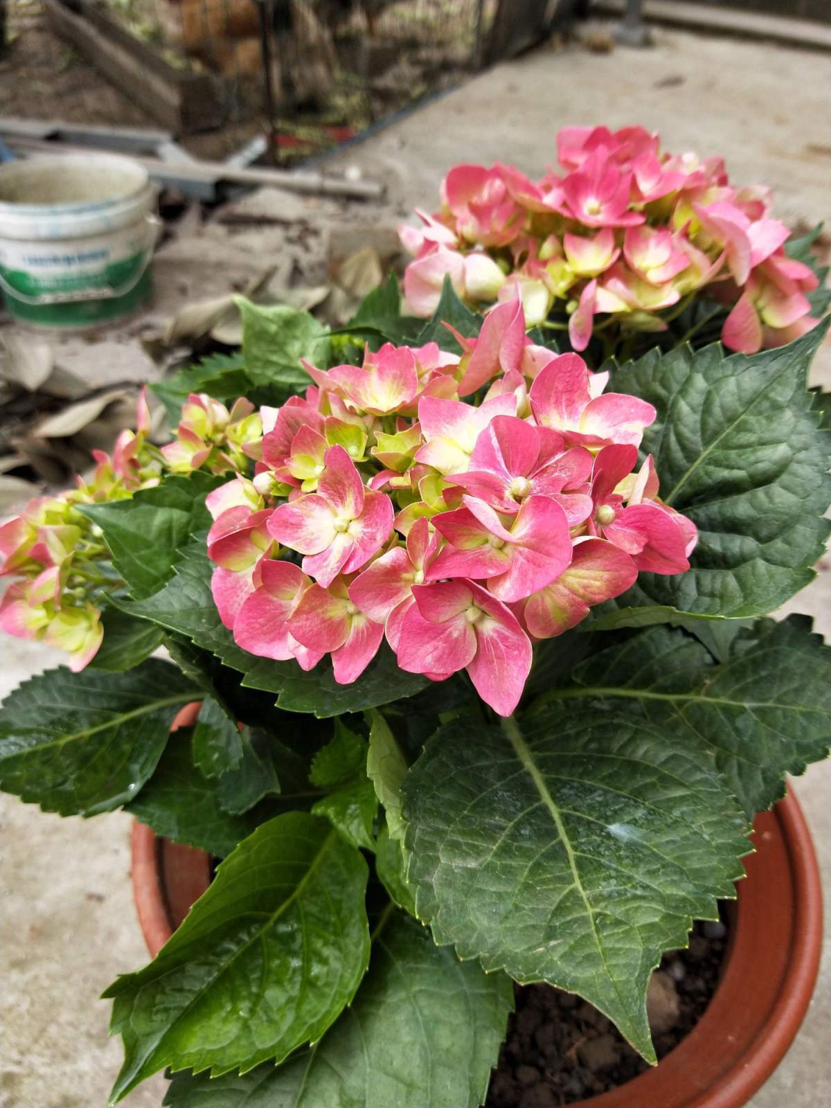 繡球花怎么養護（繡球花的養殖方法和注意事項）